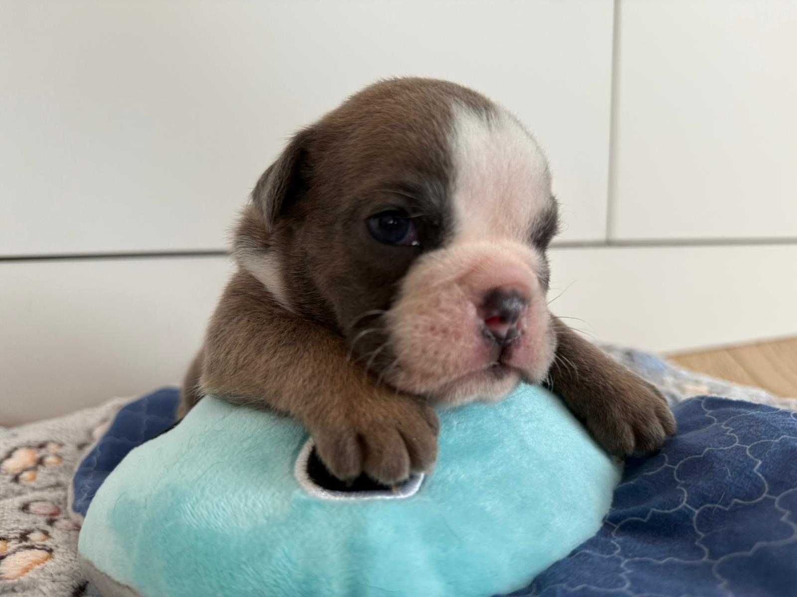 Buldog angielski sunia