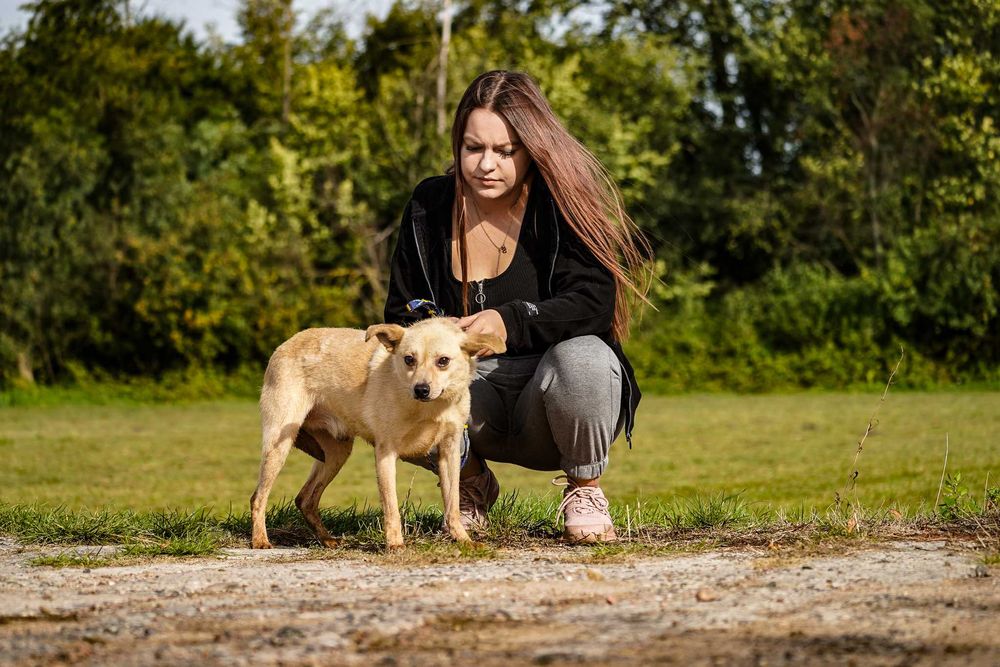 Sewen - niewielki, łagodny śliczny pies szuka domu