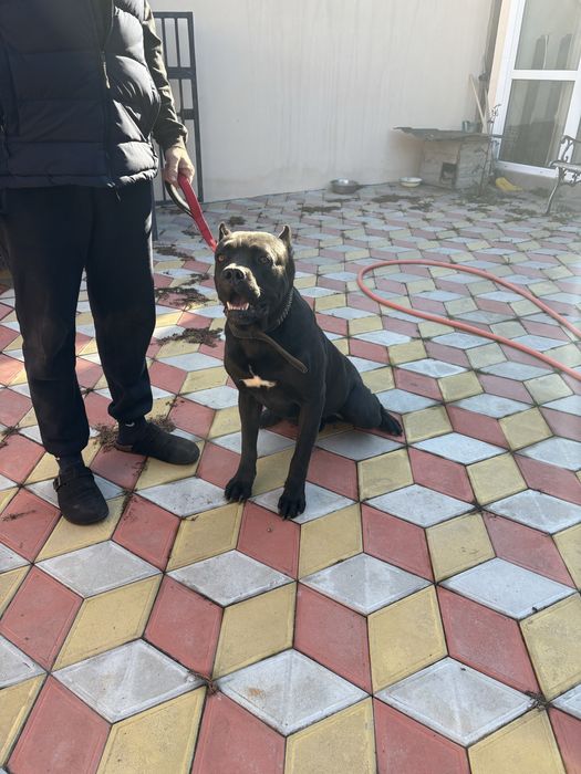 Отдам в хорошие руки Кане Корсо 5 лет собаке