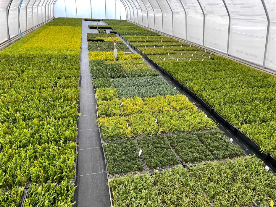TUJA SZMARAGD THUJA SMARAGD sadzonki 1000szt/1szt - 0,55gr PROMOCJIA!!