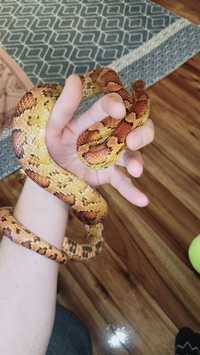 Wąż zbożowy i terrarium