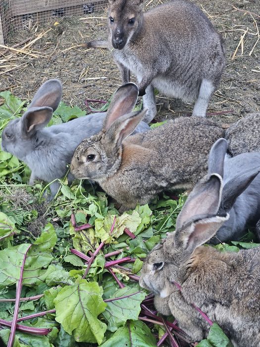 Królik Belgijski Olbrzym króliki