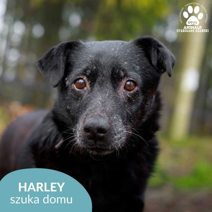 Poczciwy pies Harley do adopcji