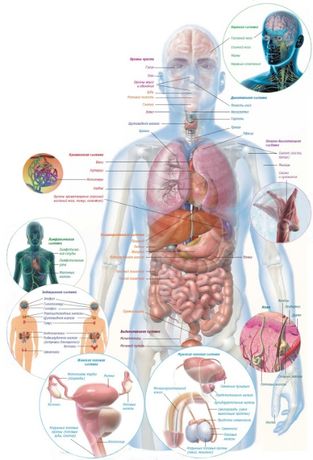 Плакаты по Анатомии и медицине