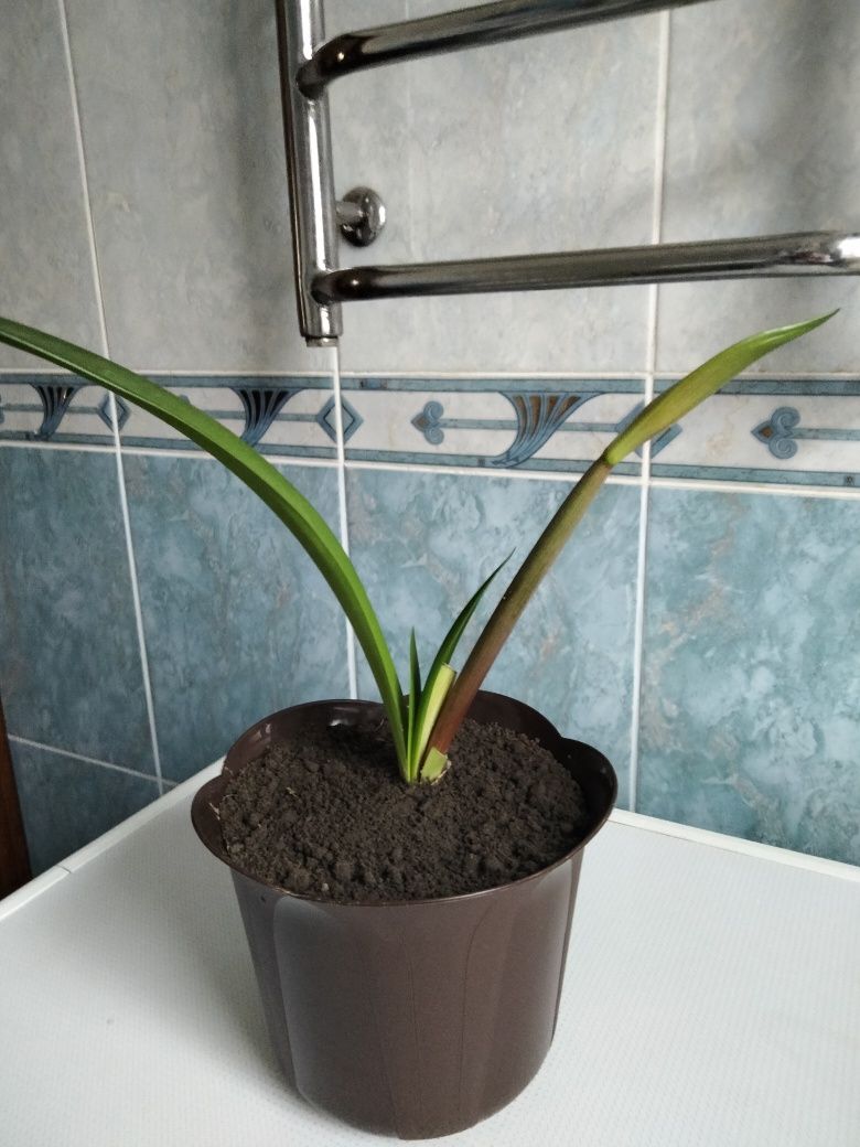 Продам амариліс лососевого кольору