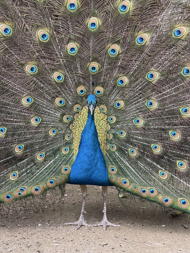 Ovos de pavão azul