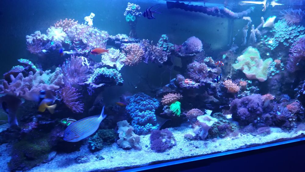 Morskie akwarium - 600 L