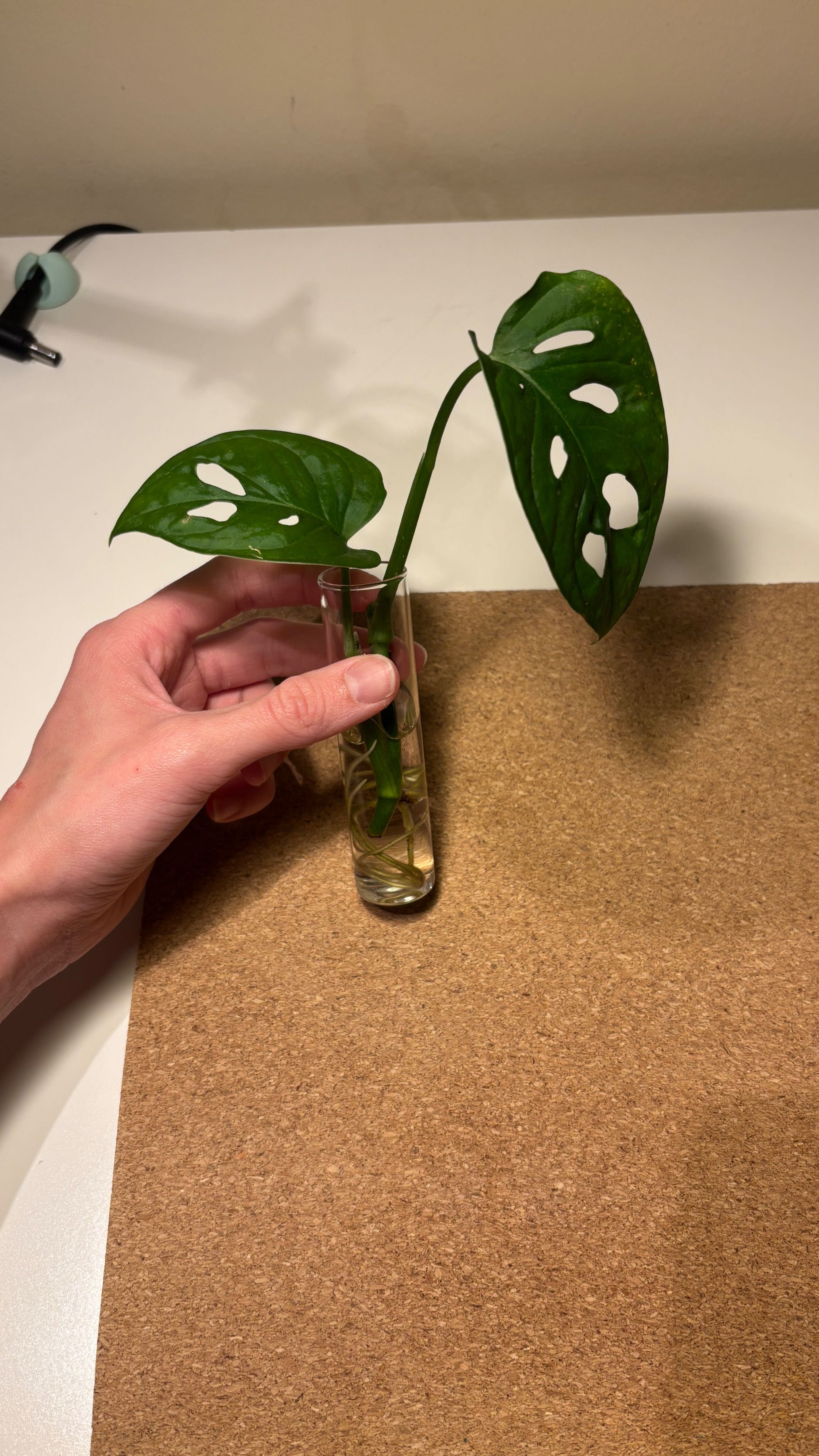 Mudas de Monstera Adansonii