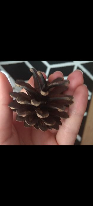 Szyszki sosnowe 100 sztuk