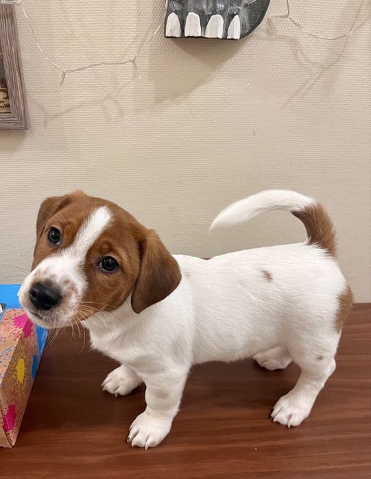 Цуценя Джек Рассел терьєр (хлопчик)