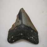 Fóssil dente de megalodon