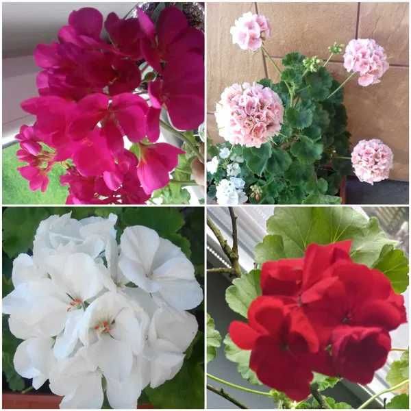 Pelargonia rabatowa