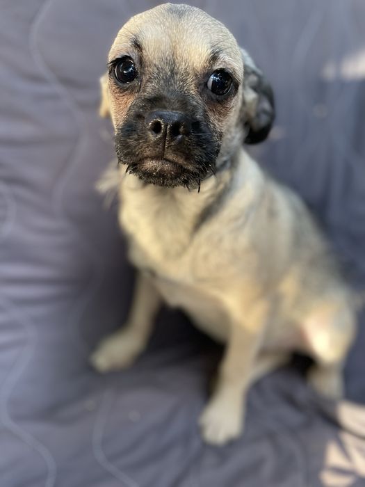 SUCZKA Mops + Chihuahua, cudowne Psiecko