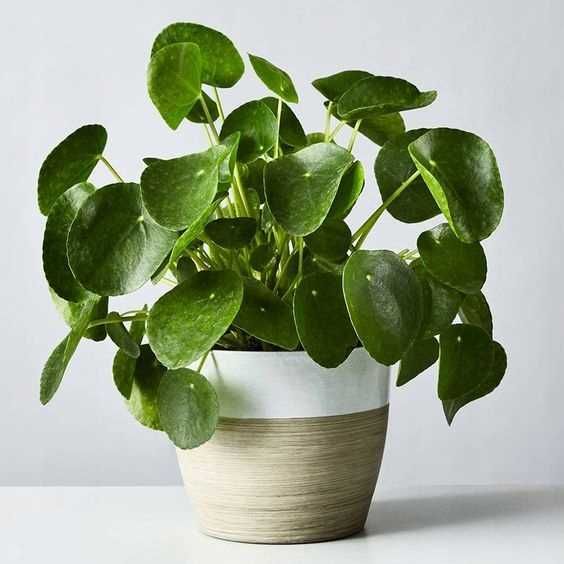 Pilea Peperomioides Roślina Pieniążek Moneta, roślina doniczkowa