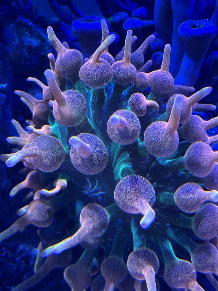 Vendo varias anemonas