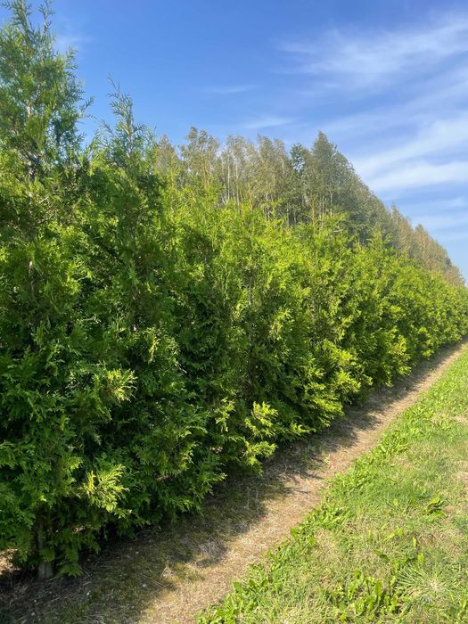Tuja Brabant 300cm PRODUCENT!! tuje, świerki, jodły 180-450cm