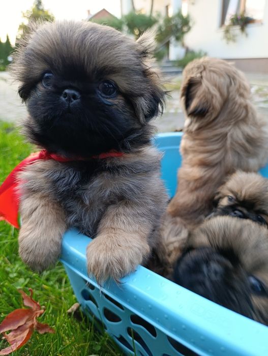 Szczeniak pekińczyk