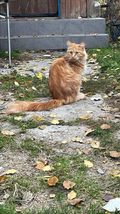 Котята рыжие мейнкун метис