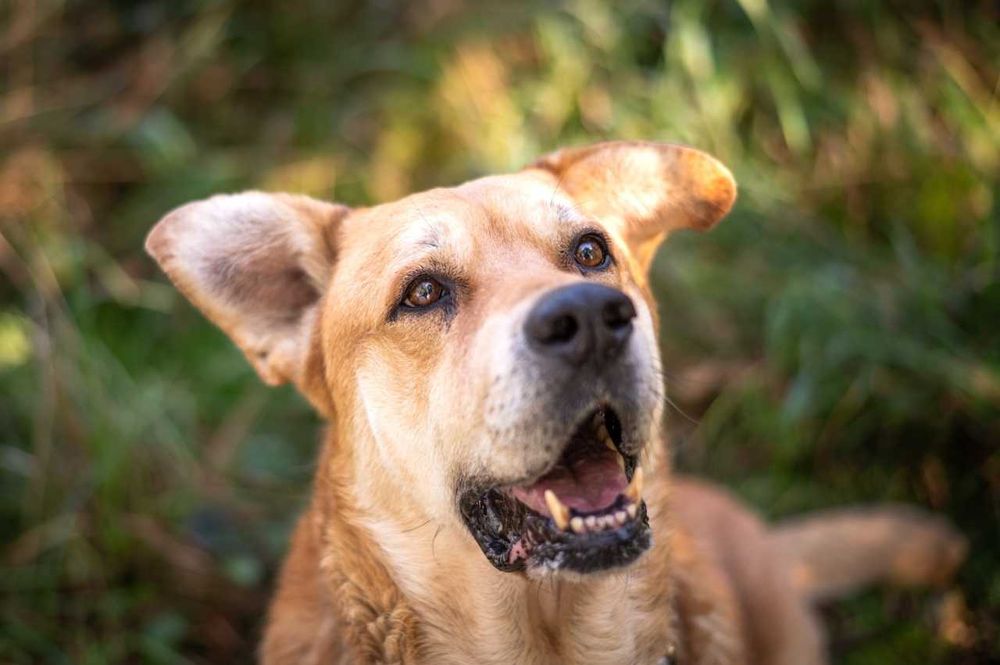 Ryan- duży, spokojny i przyjazny psiak do adopcji.