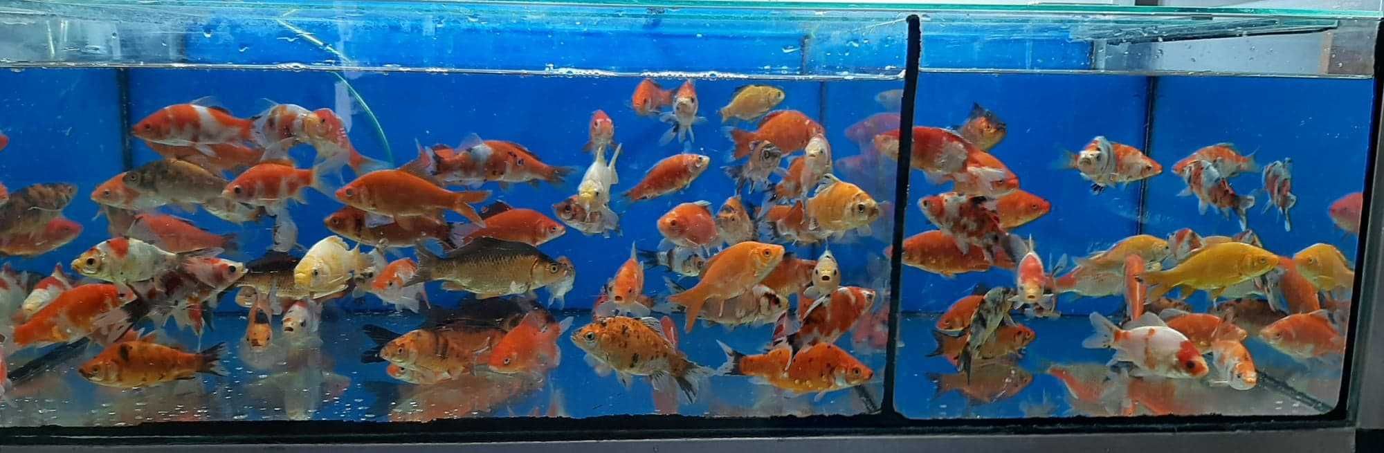 Karp KOI ozdobny ryby do oczka wodnego
