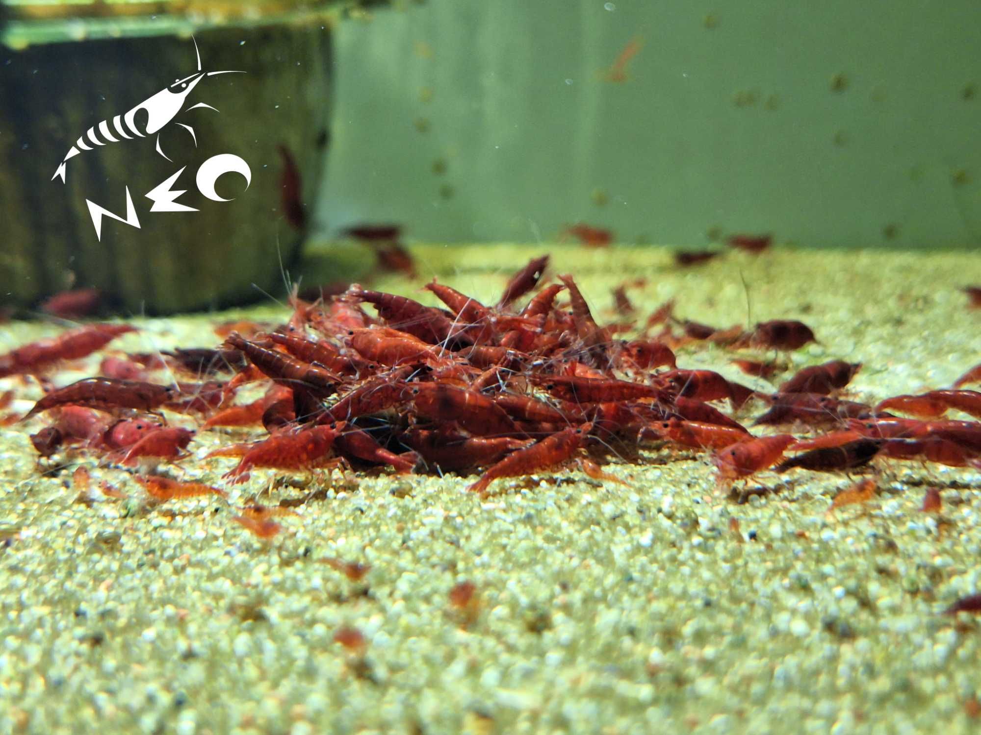 Krewetki czerwone Red cherry Sakura  Bloody mary Gwarancja!