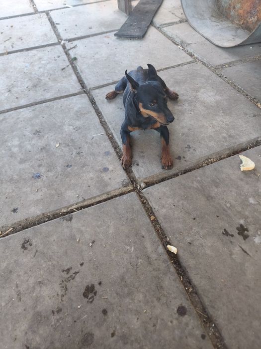 Ищем девочку для случки Цвергпинчера