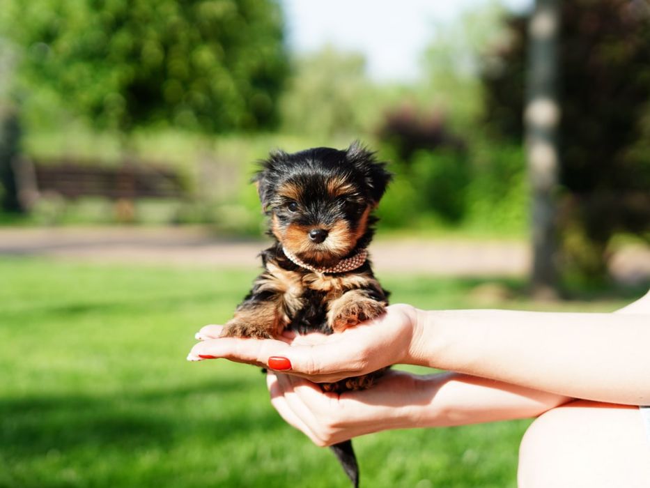 Супер йорки хлопчики і дівчатка