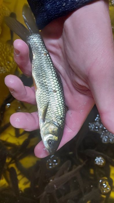 Amur Narybek Amura