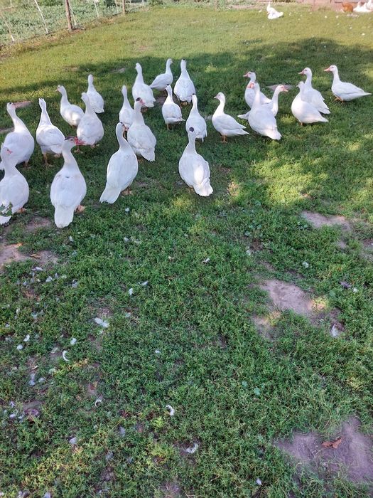 Kaczki francuskie piżmowe białe