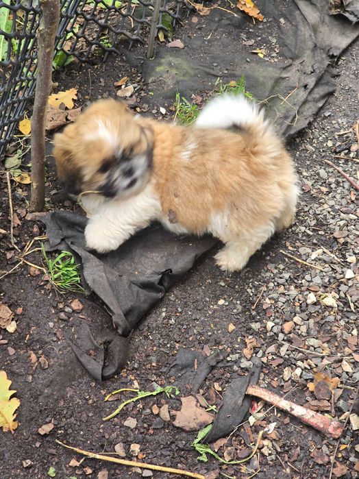 piesek shih tzu szuka nowego domu