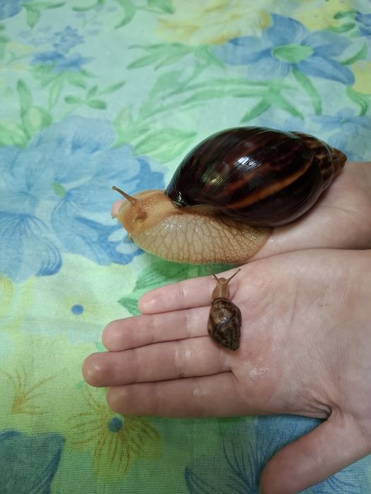 Равлик дорослий один