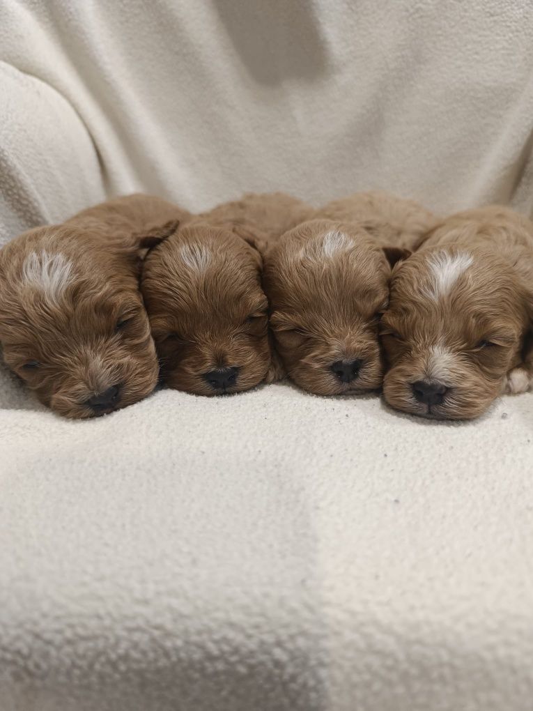 Cavapoo, sliczny zarezerwuj