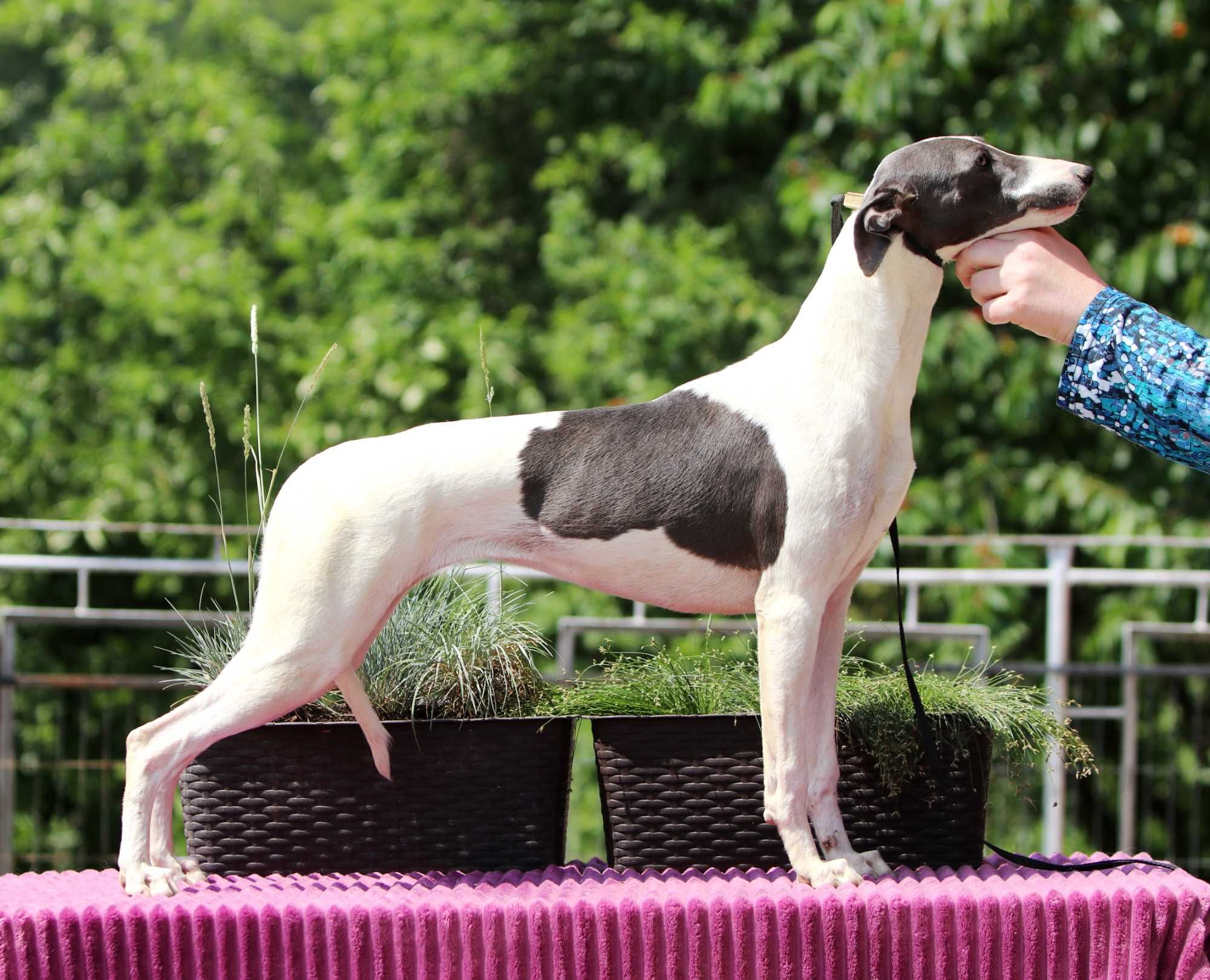 Whippet Chart Angielski, ZKwP/FCI, cudna OPRAH