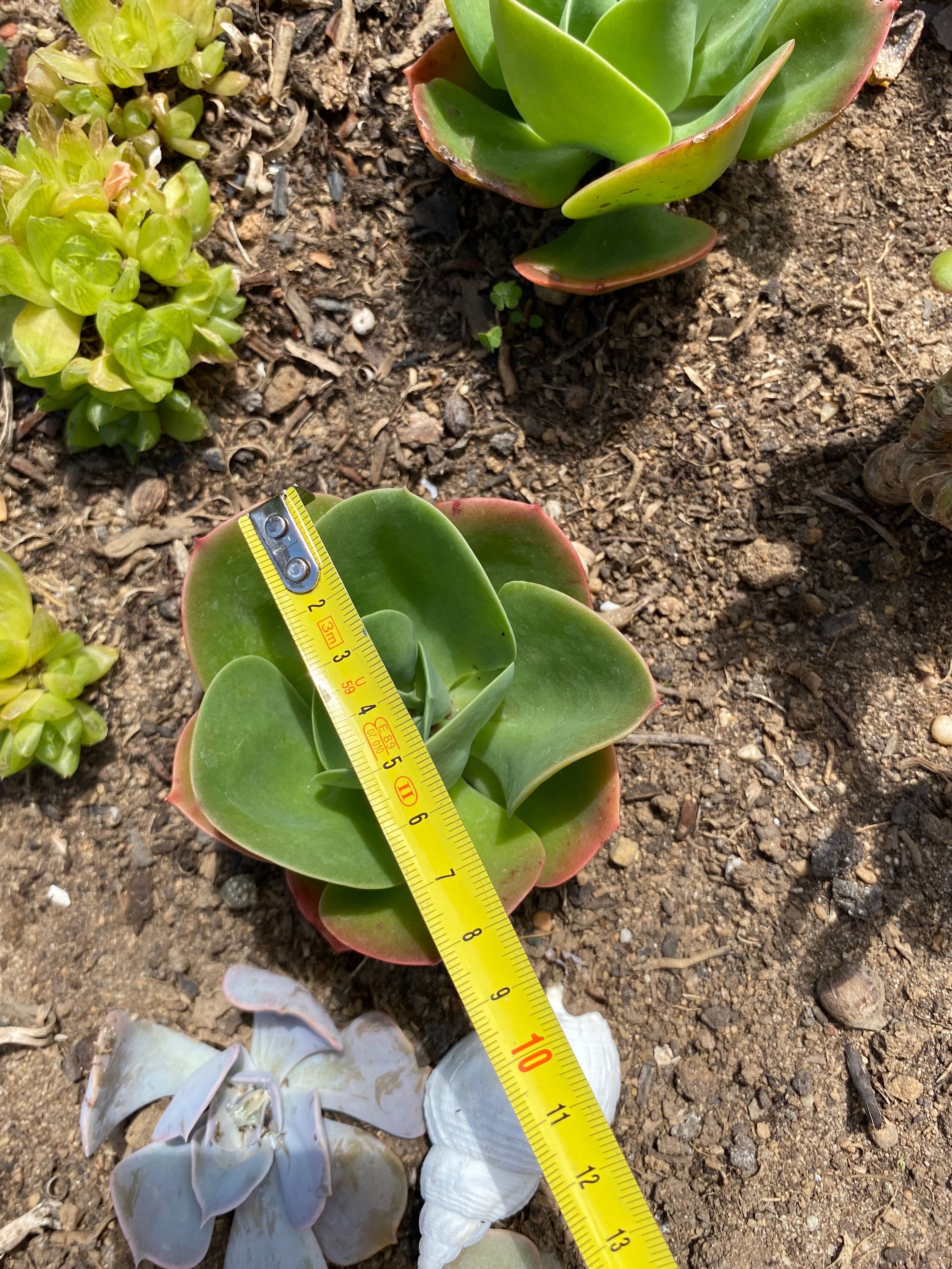 Suculenta mandala