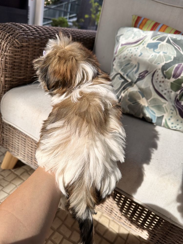Shihtzu femea miniatura excelente