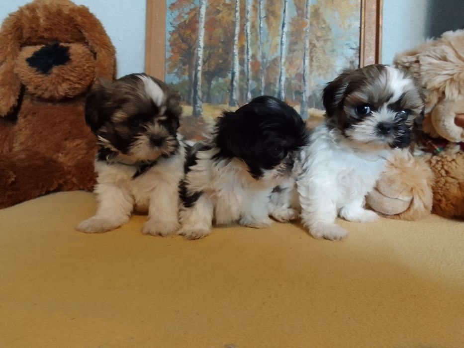 Szczenięta shih-tzu Rodowód Gotowe do odbioru