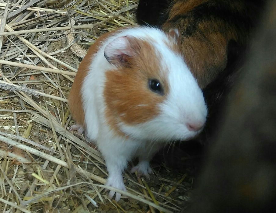 Морские свинки..