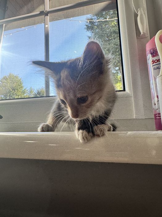 Маленьке кошеня, кіця 4 місяця Львів Вікторія Гарденс