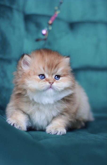 Oferujemy  czystego brytyjskiego kociaka o rzadkim kolorze