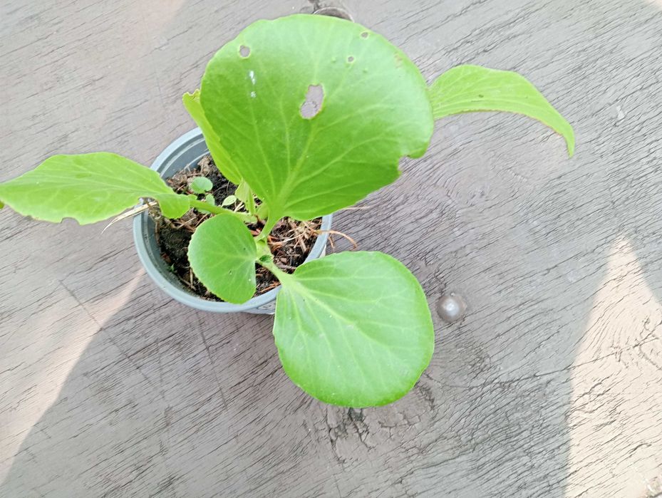 Duża Agawa opuncja bergenia rójniki rozchodnik zielistka