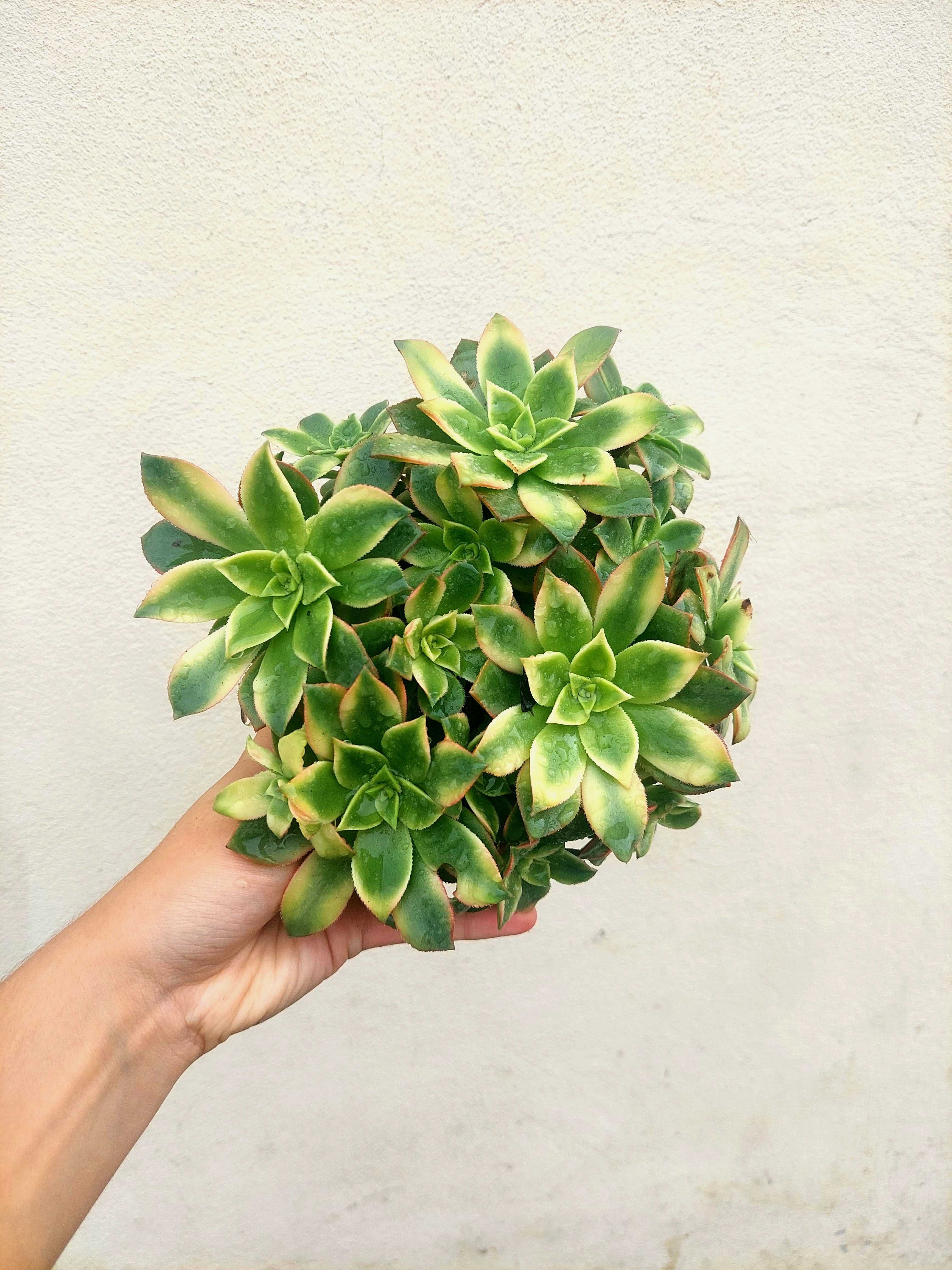 Aeonium multicolor