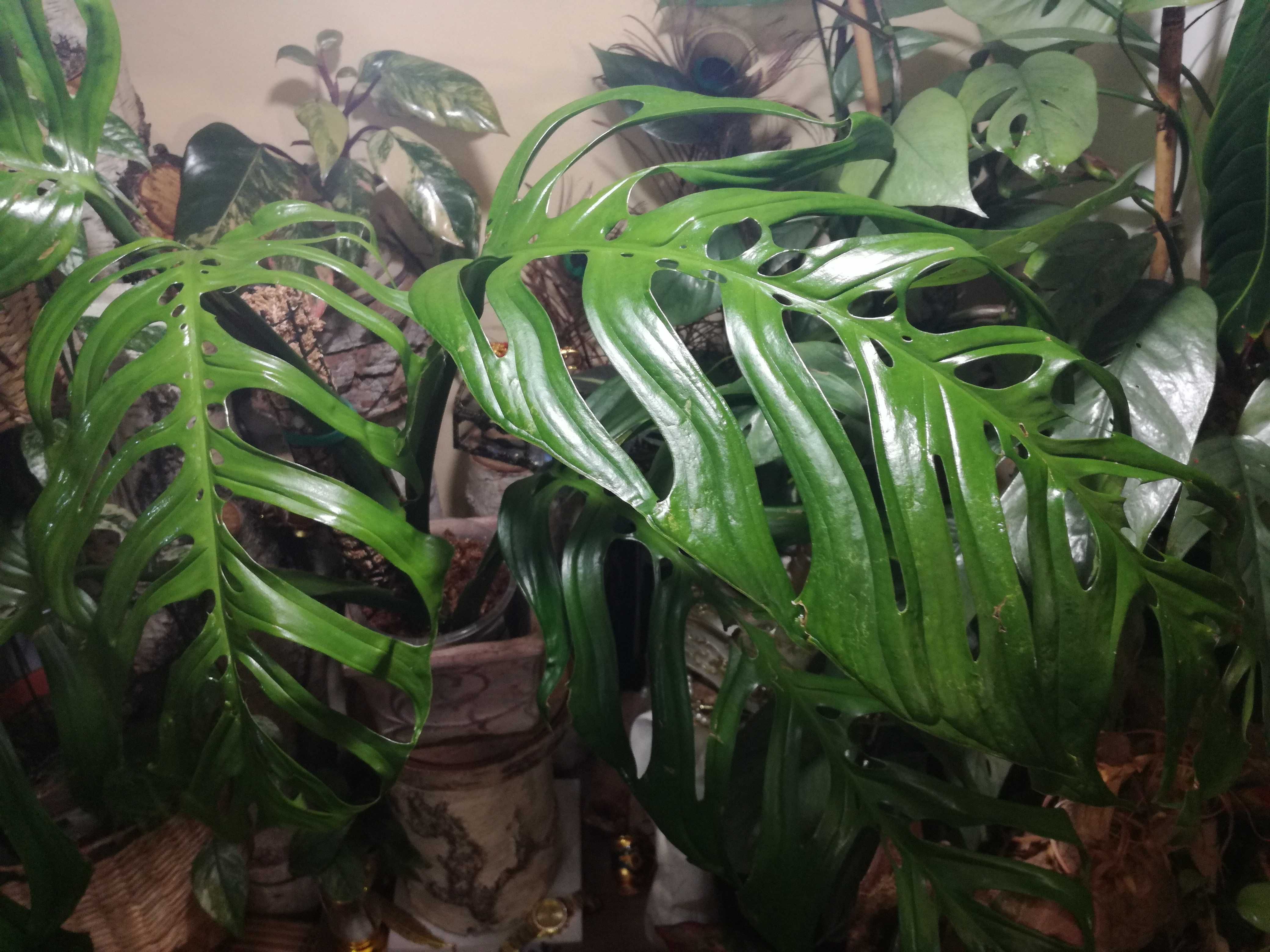 Monstera Esqueleto Epipremnoides REZERWACJA philodendron variegata