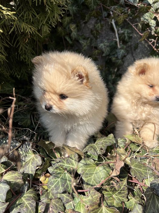 Шпіц, шпиц, цуценята