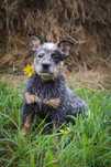 Suczka Australian Cattle Dog