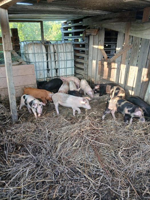 Vendo leitões para assar e para criar