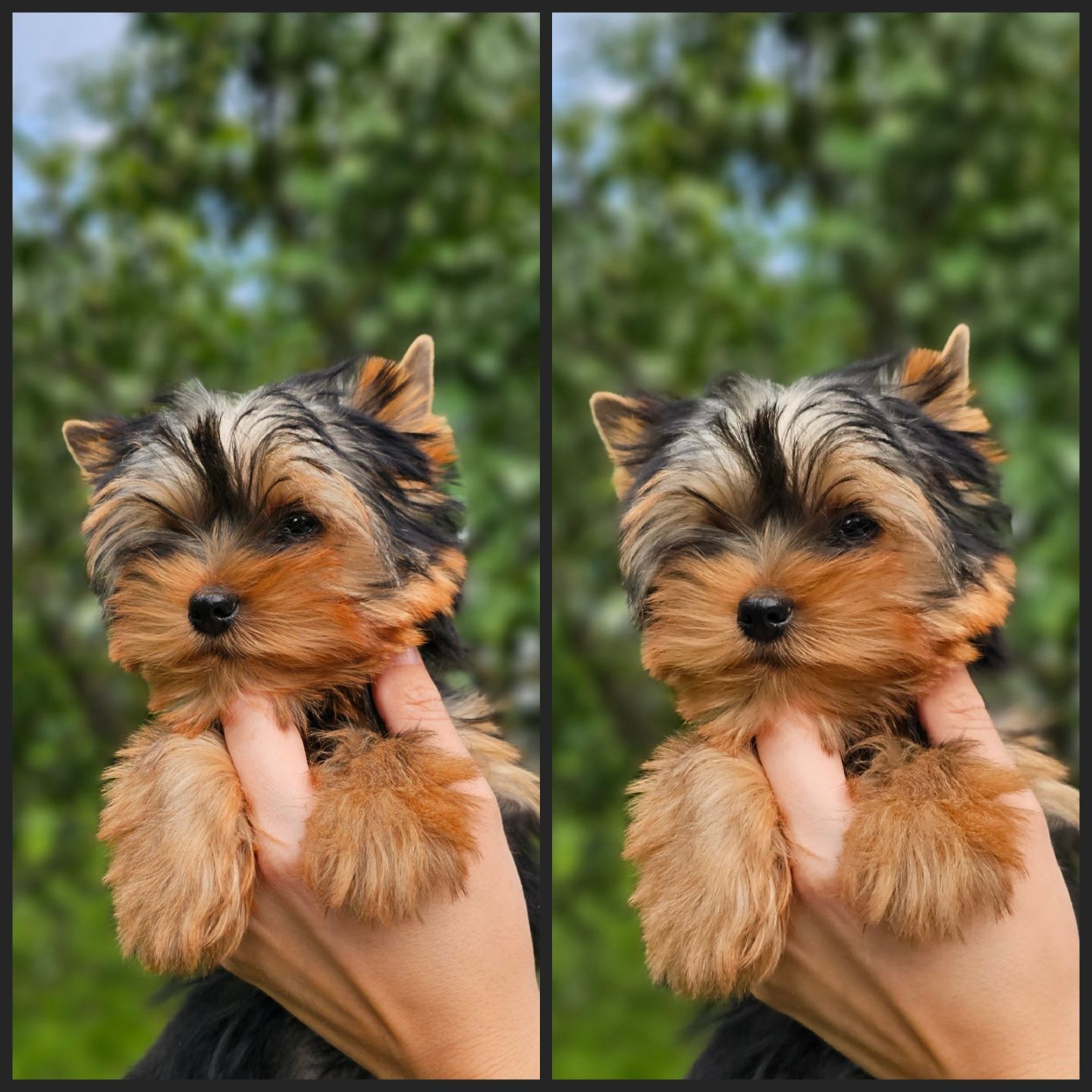 Yorkshire Terrier ZKwP/FCI
