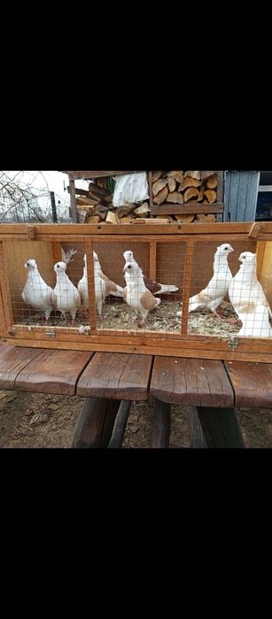 Gołębie mewki żółte