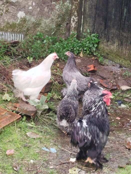 Galo super lindo
Macho muito bonito.
Super meigo e calmo.
Canta muito