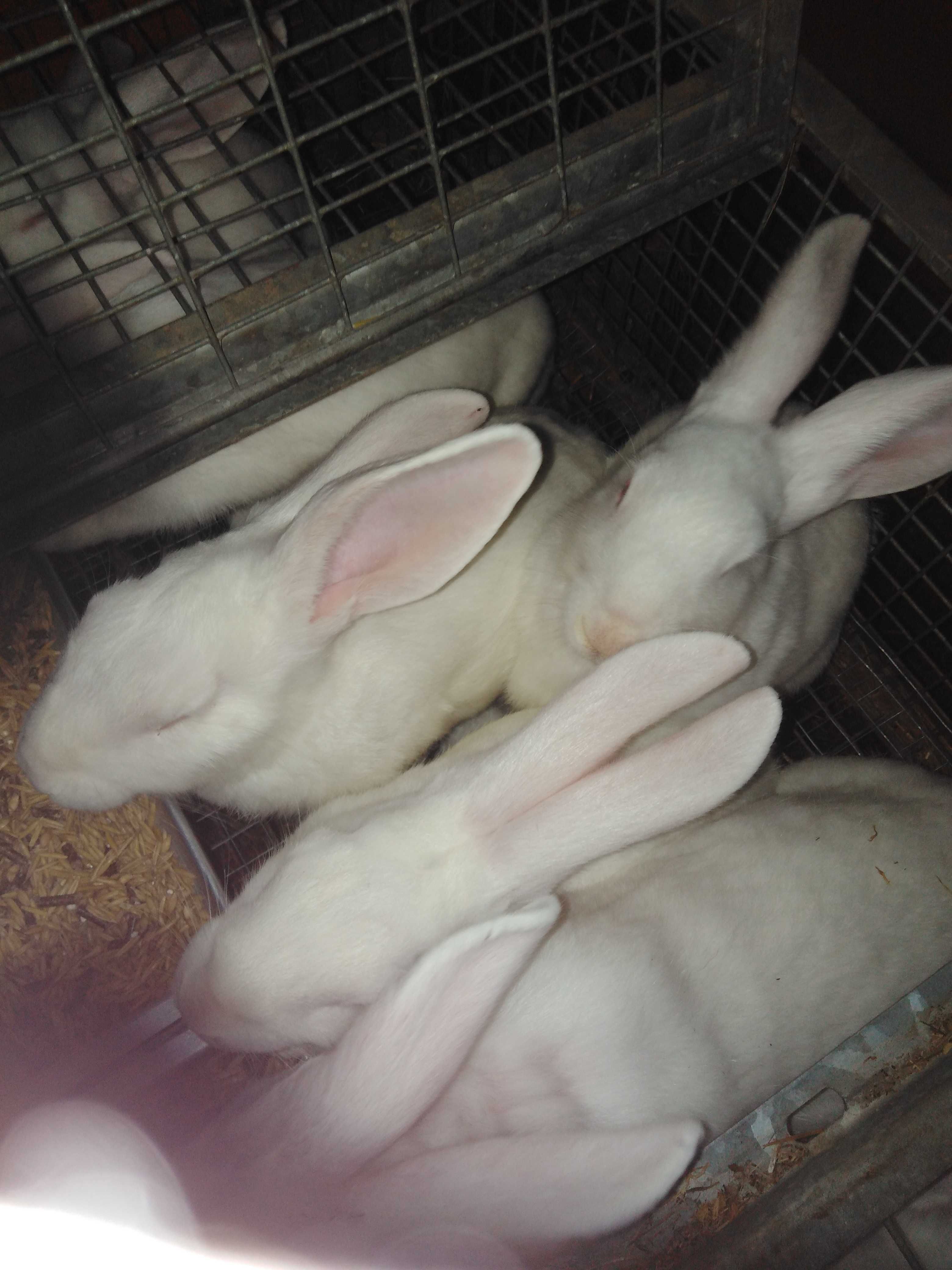 króliki samce i samice  hybryda biała czysta rasa