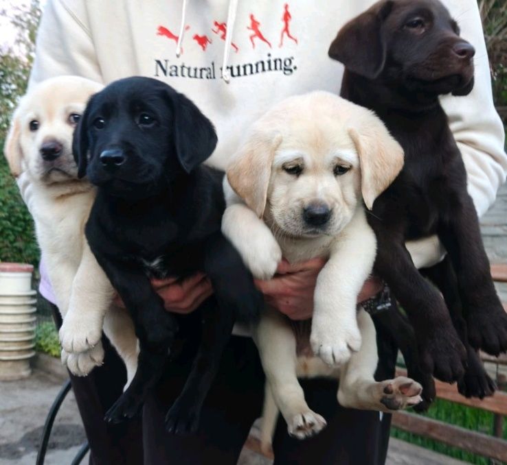 Лабрадор шоколад, коричневий білий Чорний Лабрадор Ретрівер Є Доставка